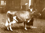 Raleigh’s Oxford Thistle Grand Champion 1925 at National Dairy Show