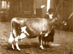 Raleigh�s Oxford Thistle Grand Champion 1925 at National Dairy Show