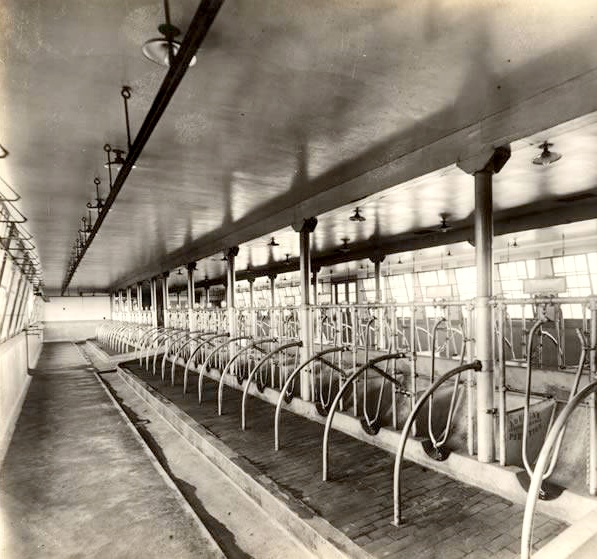 Interior Barn - Dairy Group