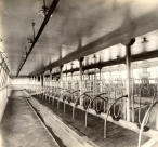 Interior Barn - Dairy Group