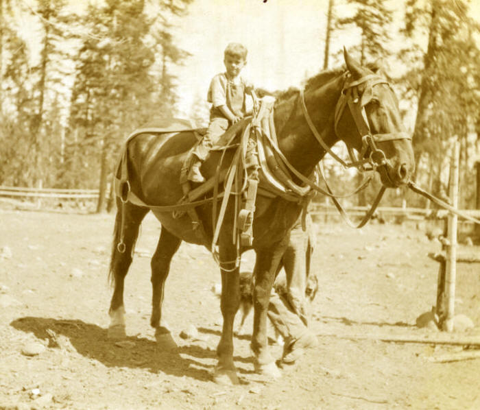 Logging Horse - 1914